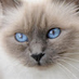 Berman Cat